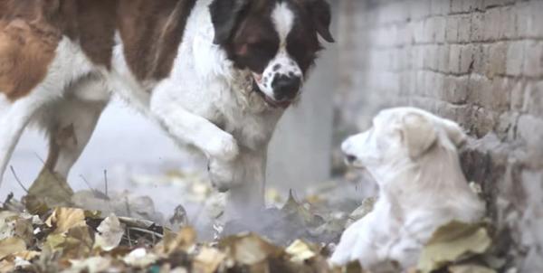 Imtiaz Ali Found The Ranbir-Deepika Of Dogs In The Form Of Bruno andamp Juliet In This Short Film 