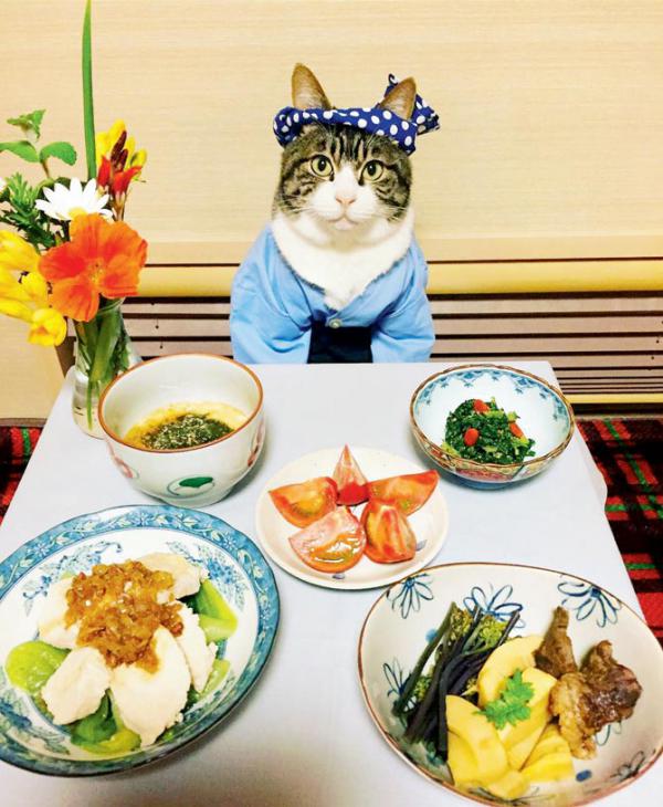 Maro, the cat flaunts Japanese outfits on Instagram