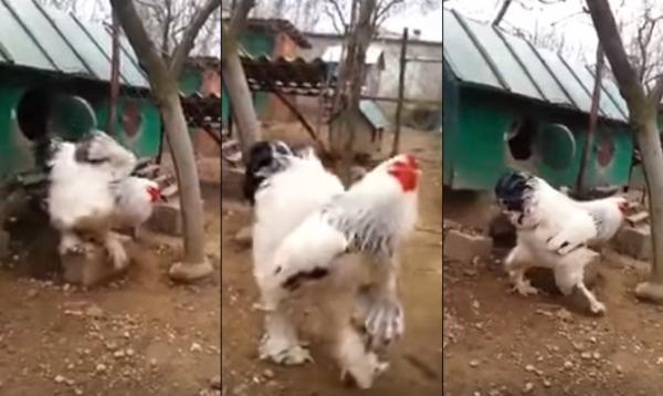 Watch Video: 'World's biggest chicken' terrifies viewers