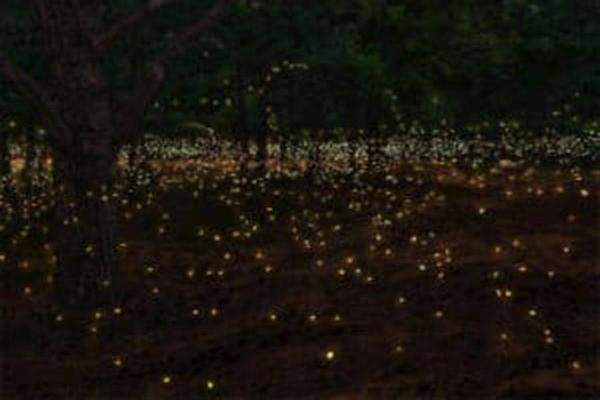 Travel: Trek to fireflies festival in Maharashtra