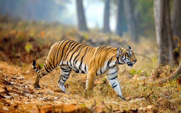 Travel: 4 top wildlife destinations in India to visit before monsoon