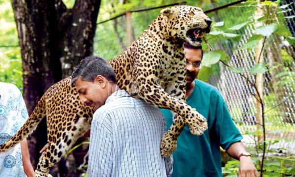 Mumbai: 18-year-old dead leopard 'brought to life' at SNGP