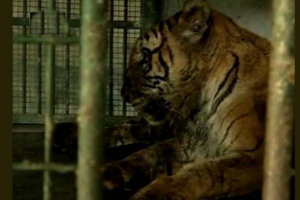 India's oldest tigress in captivity Swati dies at 20