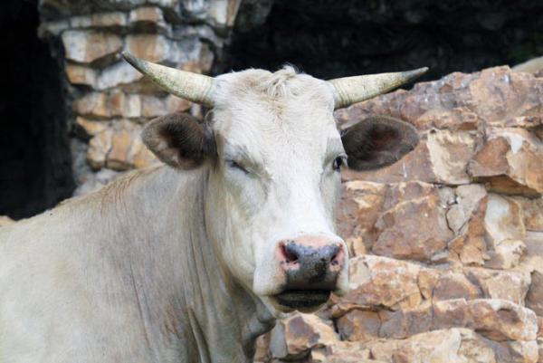 Shiv Sena voices concern over ruckus by cow vigilantes