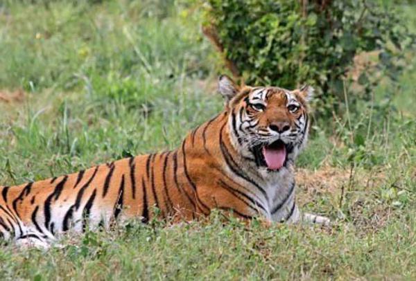 Soon You Will Be Able To Adopt A Tiger All Thanks To Delhi Zoos New Scheme So Get Ready 
