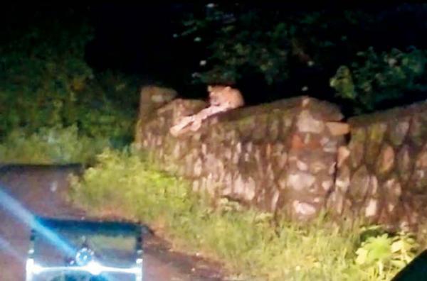 Mumbai: Does Aarey Milk Colony have a rogue leopard attacking kids?