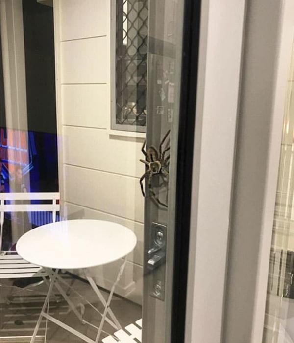 Enormous Spider Stalks Couple, Scares Bejeebus Out of Internet