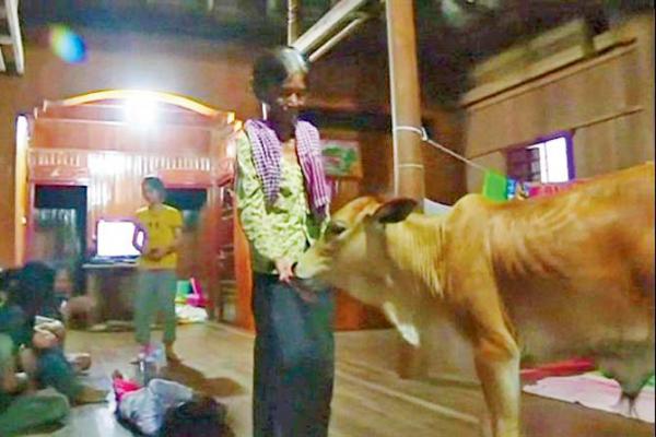 This 74-year-old woman believes 5-month-old calf is her dead husband