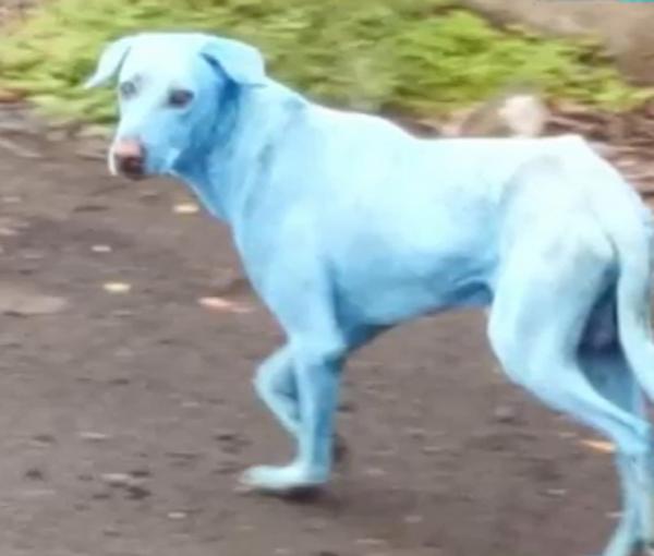 Dogs in Navi Mumbai are turning blue and this is the reason for it