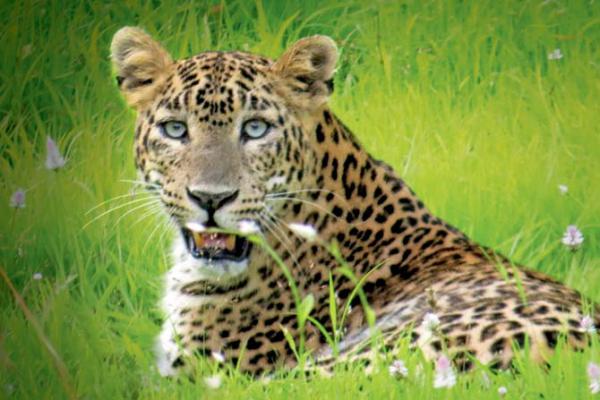 Mumbai: Aarey CEO reveals contractor stole power to scare leopards