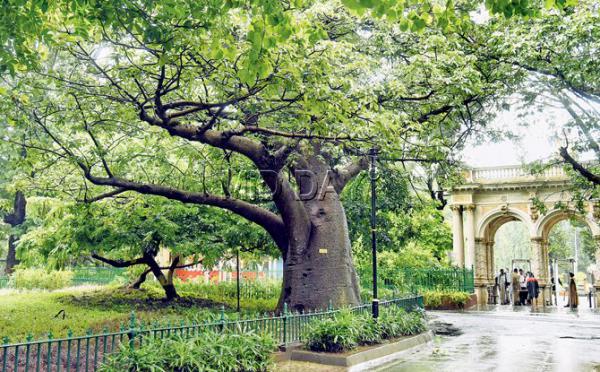 Mumbai: Byculla zoo is cloning rare trees