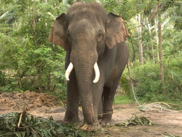 Elephant falls into marshy area in Alapuzha, efforts on to pull it out 