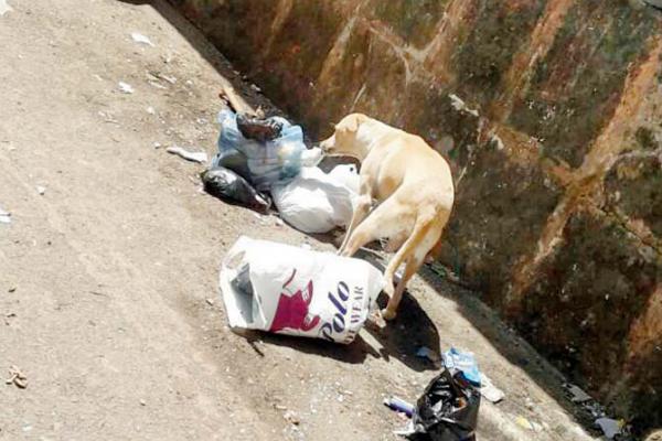 Brutal! Man beats stray dog with iron rod on its head in Mumbai