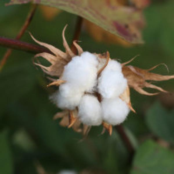 Govt considers branding Indian cotton to get higher prices from overseas sales
