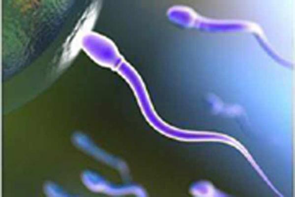 Eureka!: World's oldest giant sperm found in Australia