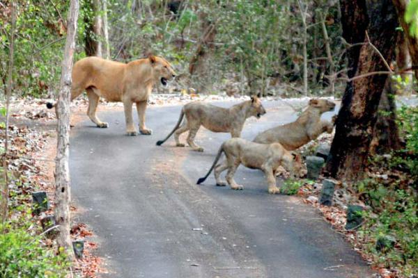 Proposed Expressway underpass will allow animals to cross safely
