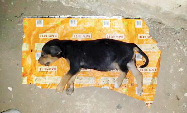 Mumbai: Auto driver who crushed puppy to death booked by cops