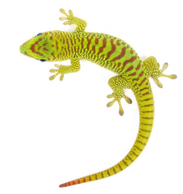 How cells that allow geckos to regrow their tails may help treat spinal injuries