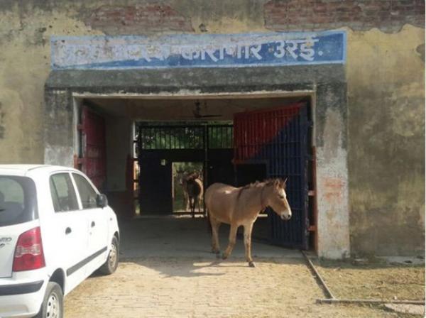 Police arrest donkeys for eating 'expensive plants'