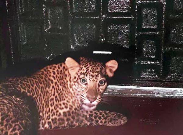 Mumbai: Leopard rescued from Andheri kindergarten to be released into the wild