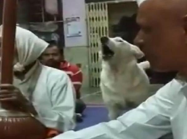 Street Dog In Pune Sings Bhajans With Devotees At A Temple & We Really Can&apos;t Keep Calm About This