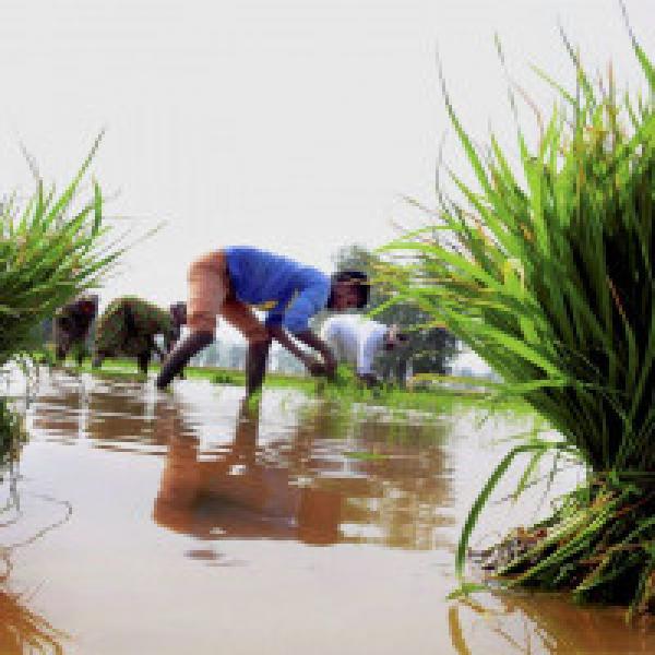 NITI Aayog member says loan waiver relieves less than 10% of distressed farmers