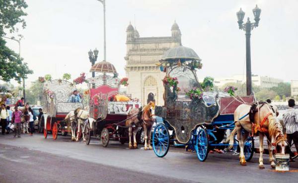 Bombay High Court accepts state rehab plan for Victoria drivers and horses