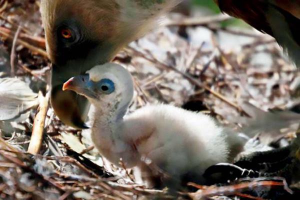 Two gay vultures successfully hatch an egg in Amsterdam