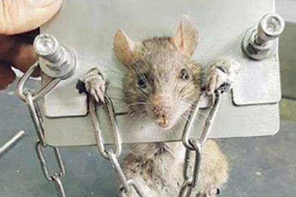 Rat given medieval style punishment for invading a home in Taiwan