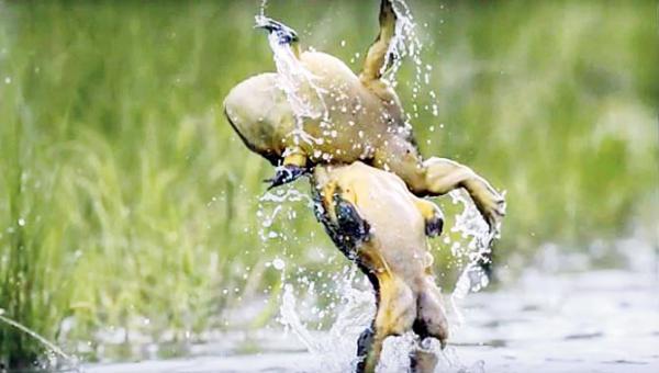 Two male bullfrogs caught in the iconic 'Dirty Dancing' pose
