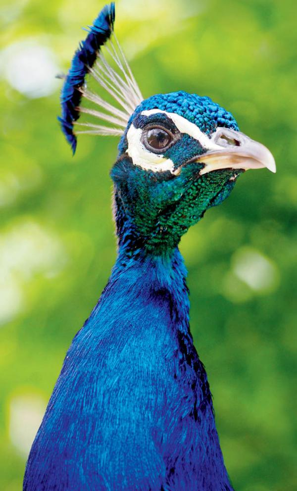 Travel: Party with the peacocks at Morachi Chincholi