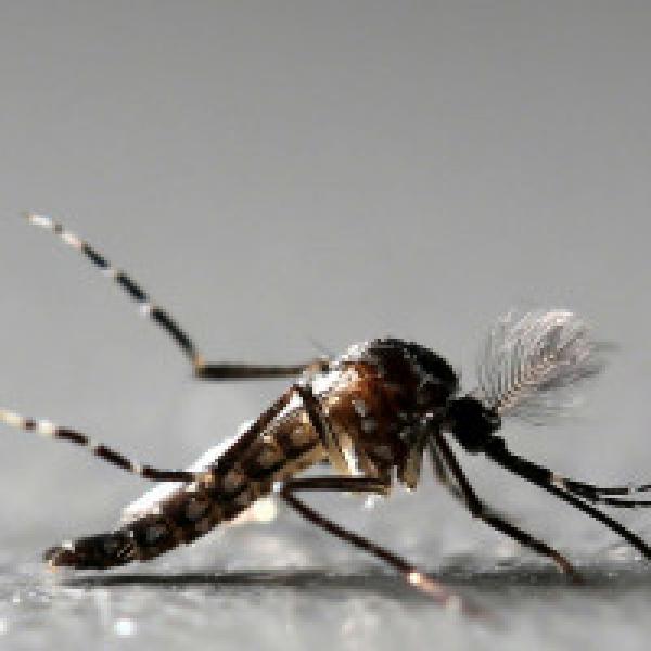 Tamil Nadu reports first Zika virus from Krishnagiri district