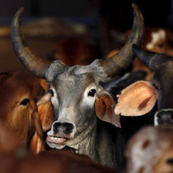 Supreme Court orders nation-wide stay on Centre#39;s cattle slaughter ban law