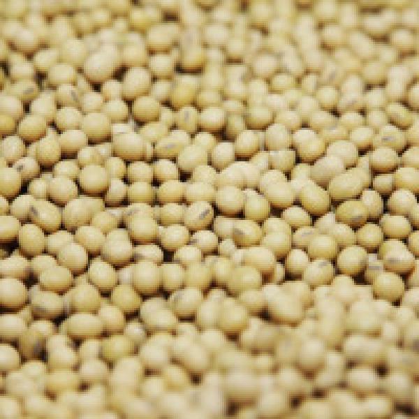 Soybean prices to trade lower: Angel Commodities
