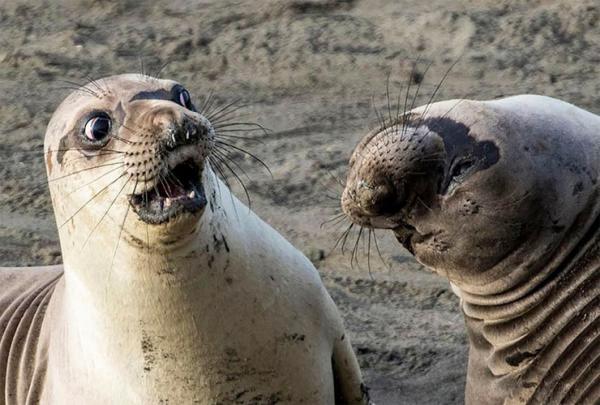 14 Hilarious Yet Incredible Entries For The 2017 Comedy Wildlife Photography Awards 