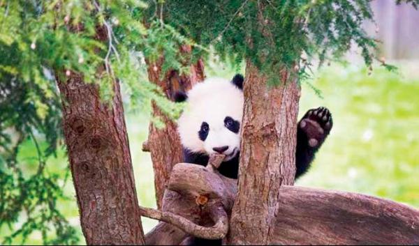 Cute video: Internet is loving this clumsy panda's fall 