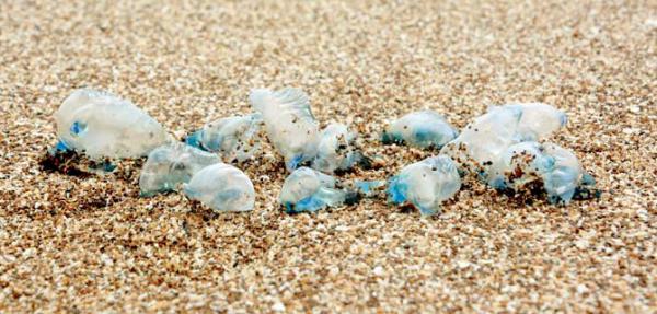 Blue jellyfish found on Juhu beach are very dangerous, warn experts