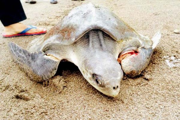 Mumbai: Turtle washed ashore at Juhu beach rescued