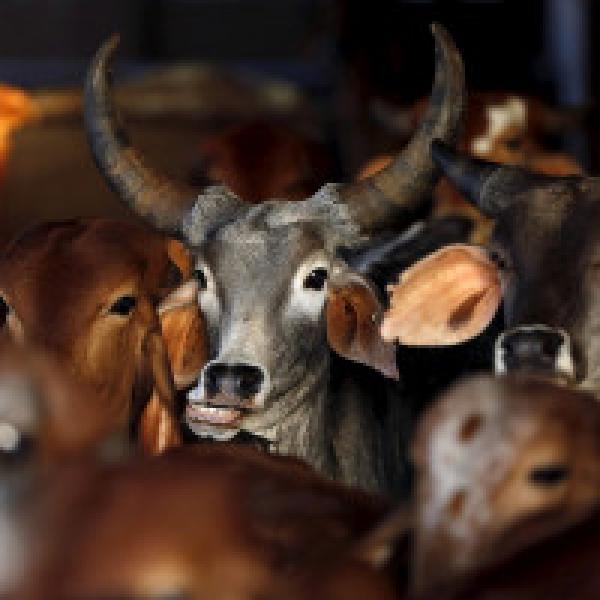 Cattle smuggled from India harming economy of Bangladesh: BGB