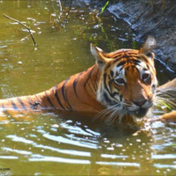 Country#39;s oldest tigress in captivity dies at 20 in Assam zoo