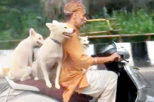 Watch video: 3 dogs have a fun ride on a scooty in New Delhi
