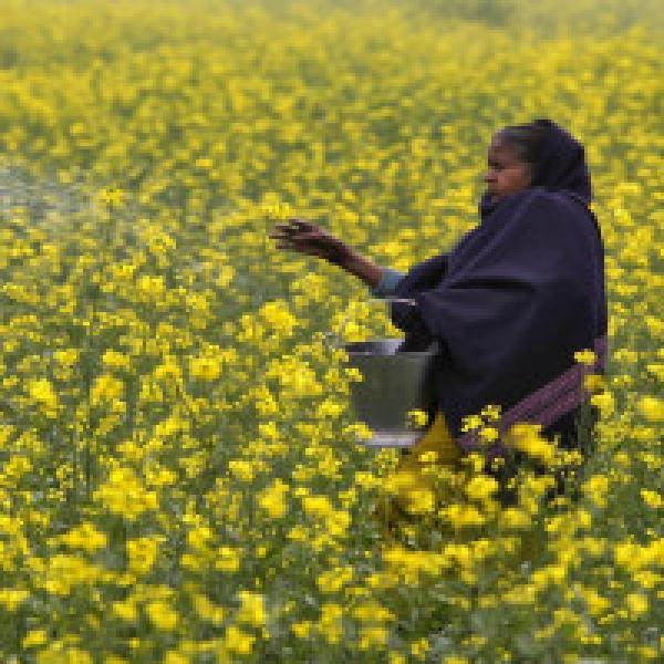 No proposal to meet farmer bodies against GM mustard again: Govt