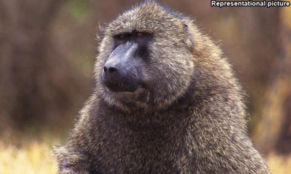 Baboon cuts power to 50,000 customers in Zambia