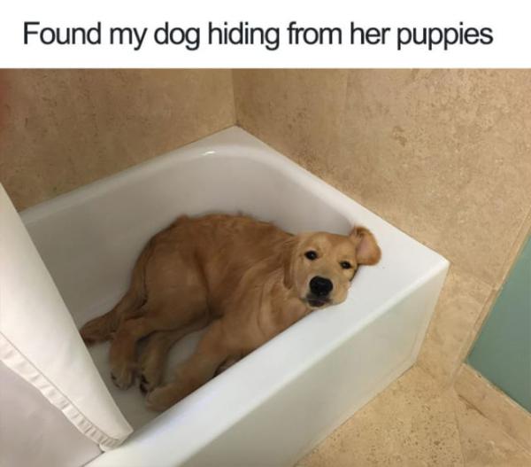 21 Dog Memes That Will Turn Your Frown Upside Down