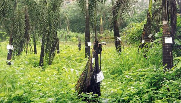 Aarey Colony plot where rescued trees go to die