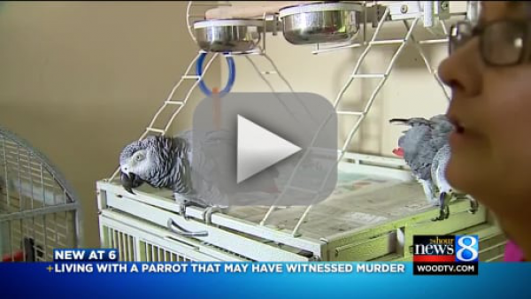 Parrot Mimics Owner's Last Words, Murderer Gets Convicted