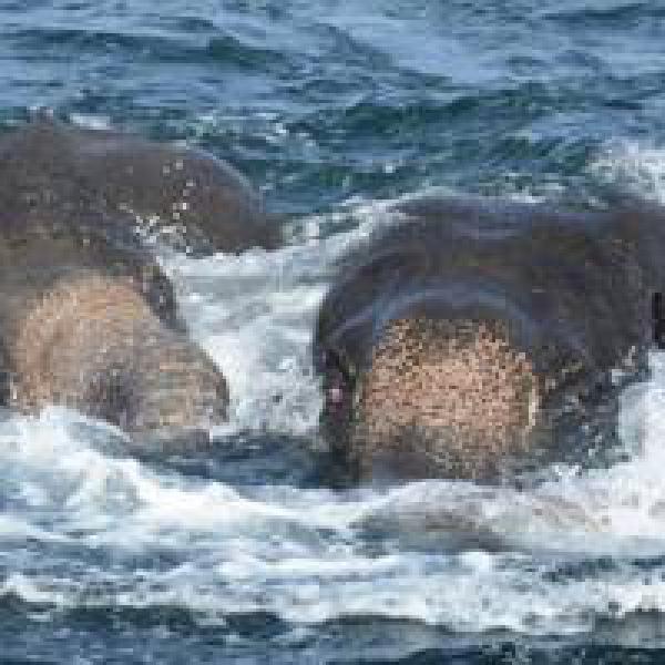 Watch: Sri Lankan Navy rescues two drowning elephants