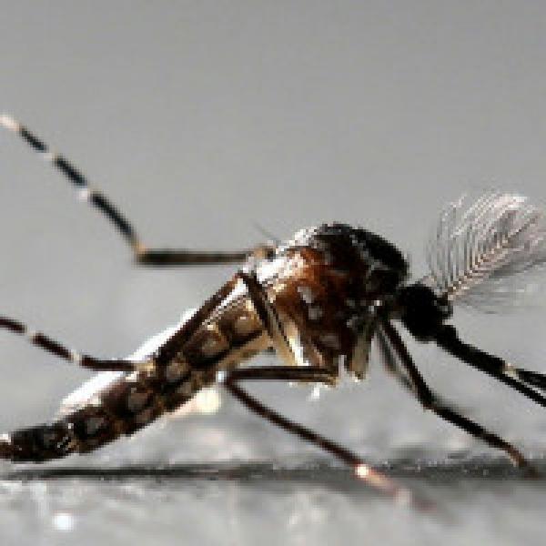 Mosquito-borne diseases on rise: Chikungunya, dengue cases surge manifold in 4 years
