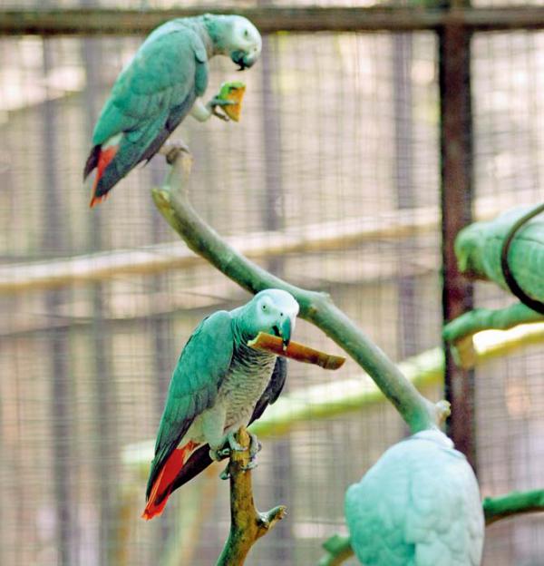 Mumbai: Lack of land and tainted contractor kill Powai bird park