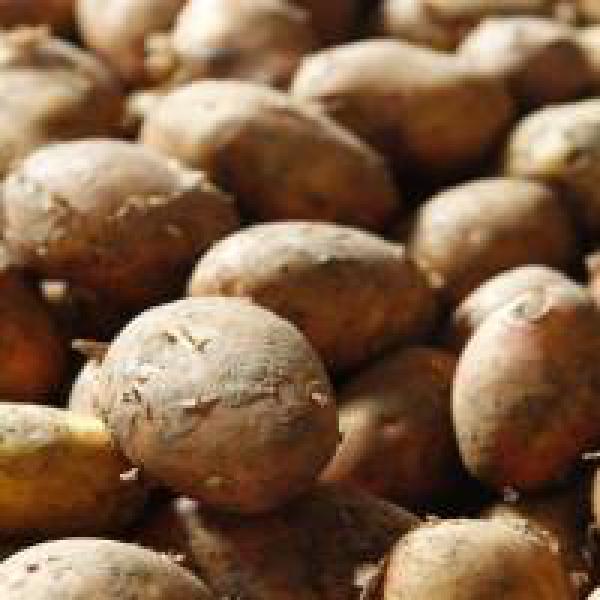 MP says potato farmers#39; condition bad, govt should help